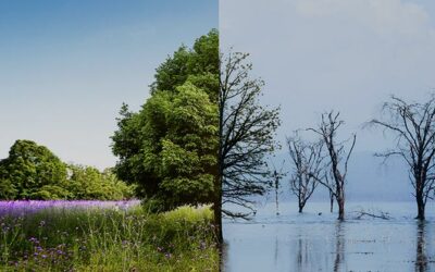 ¿Cómo nos afecta el cambio climático? Causas y consecuencias