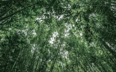 Motor Verde en Asturias: primer bosque certificado Verra para compensación de carbono en España